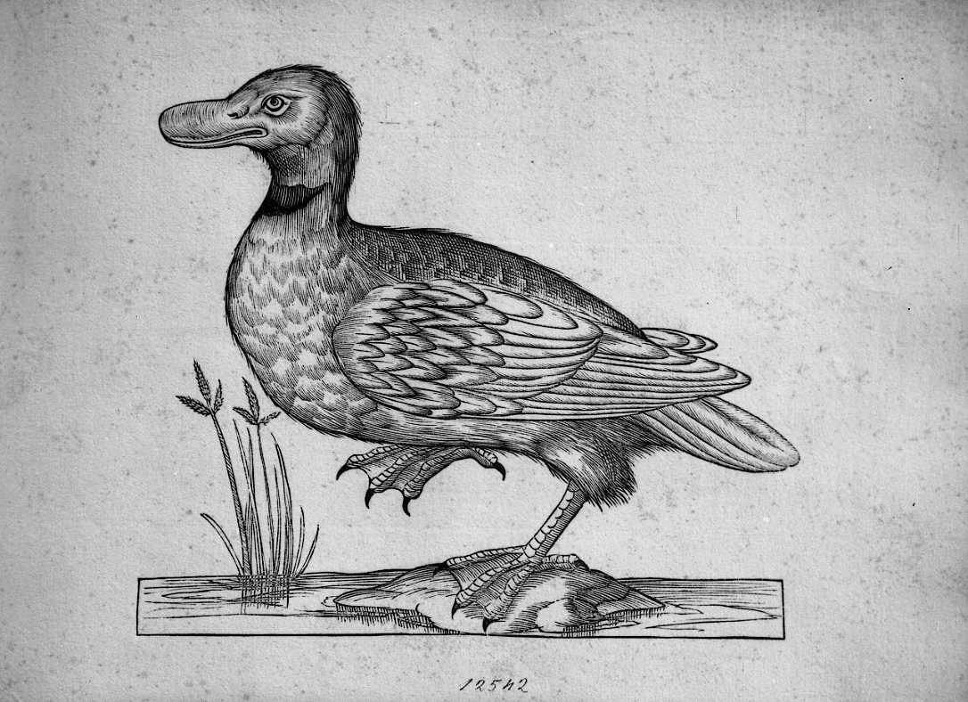 Palmipede, animali e uccelli (stampa) di Coriolano Bartolomeo (sec. XVII)