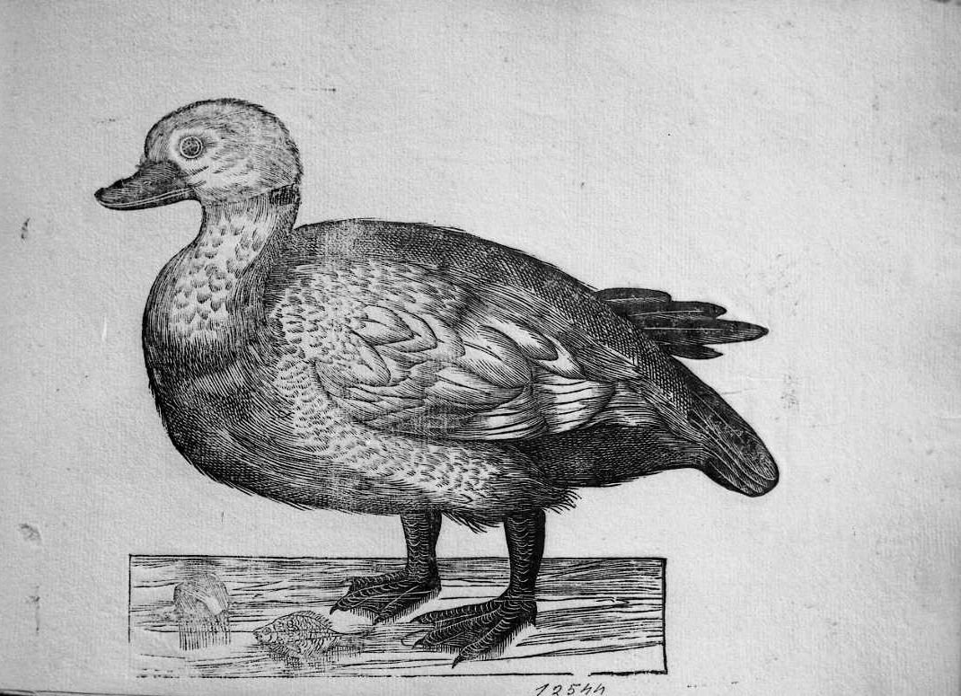 Casarca, animali e uccelli (stampa) di Coriolano Bartolomeo (sec. XVII)