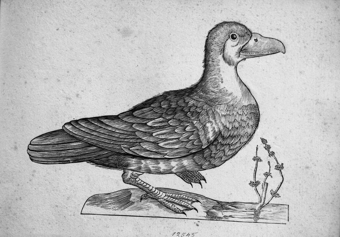 Palmipede ?, animali e uccelli (stampa) di Coriolano Bartolomeo (sec. XVII)