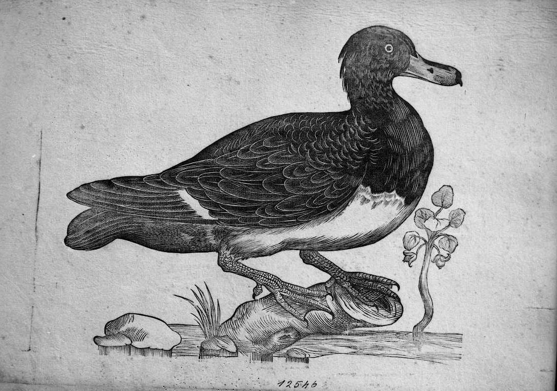 Moretta ?, animali e uccelli (stampa) di Coriolano Bartolomeo (sec. XVII)