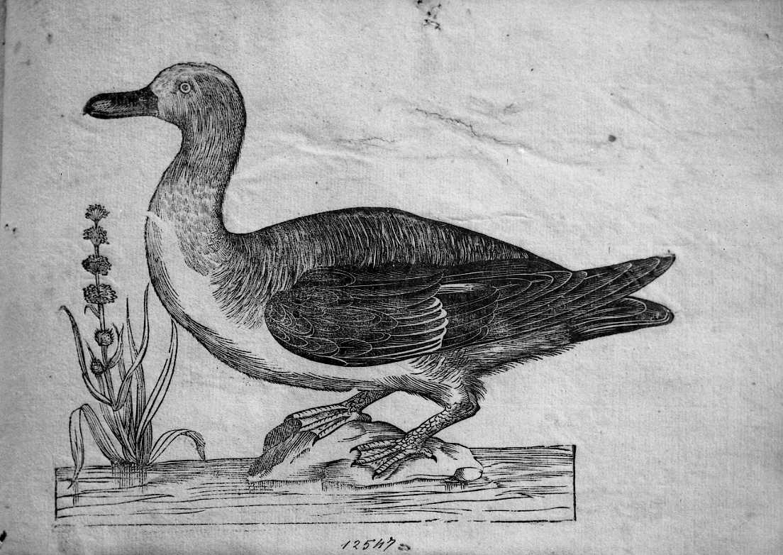 Palmipede speciale ?, animali e uccelli (stampa) di Coriolano Bartolomeo (sec. XVII)