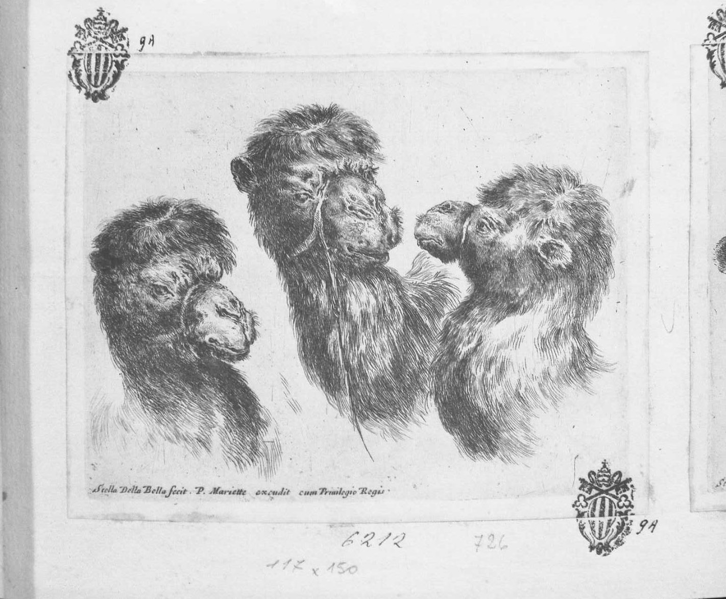 Tre teste di cammello, animali (stampa tagliata) di Della Bella Stefano (sec. XVII)