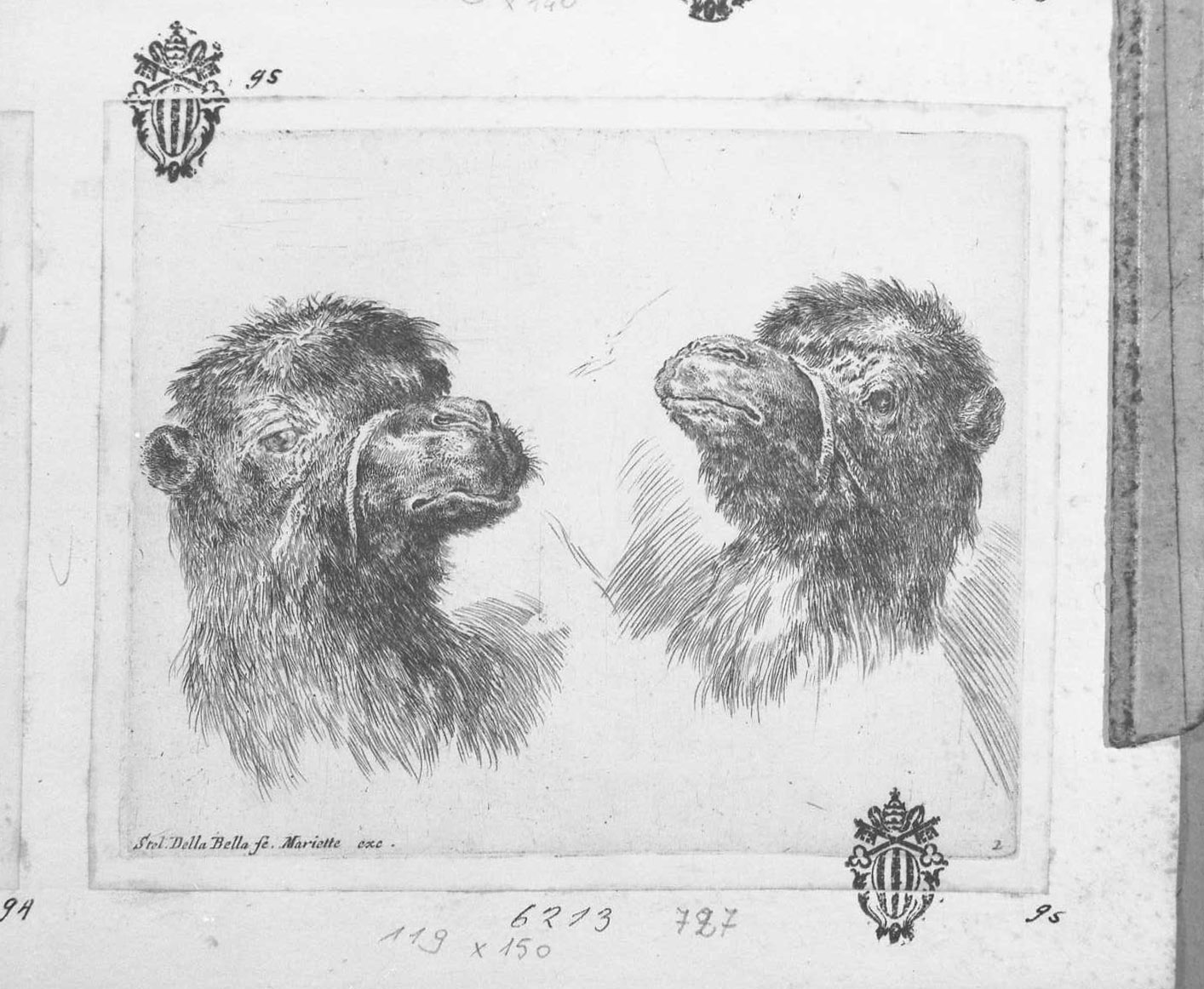Due teste di cammello, animali (stampa tagliata) di Della Bella Stefano (sec. XVII)