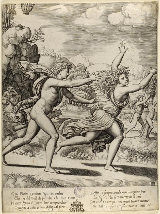 Apollo e Dafne (stampa smarginata) di Peruzzi Baldassarre, Maestro del Dado (sec. XVI)