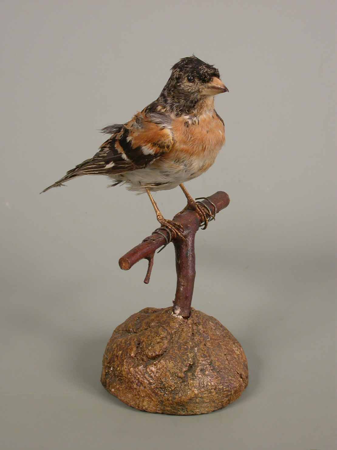 fringuello - ambito marchigiano (sec. XX seconda metà)