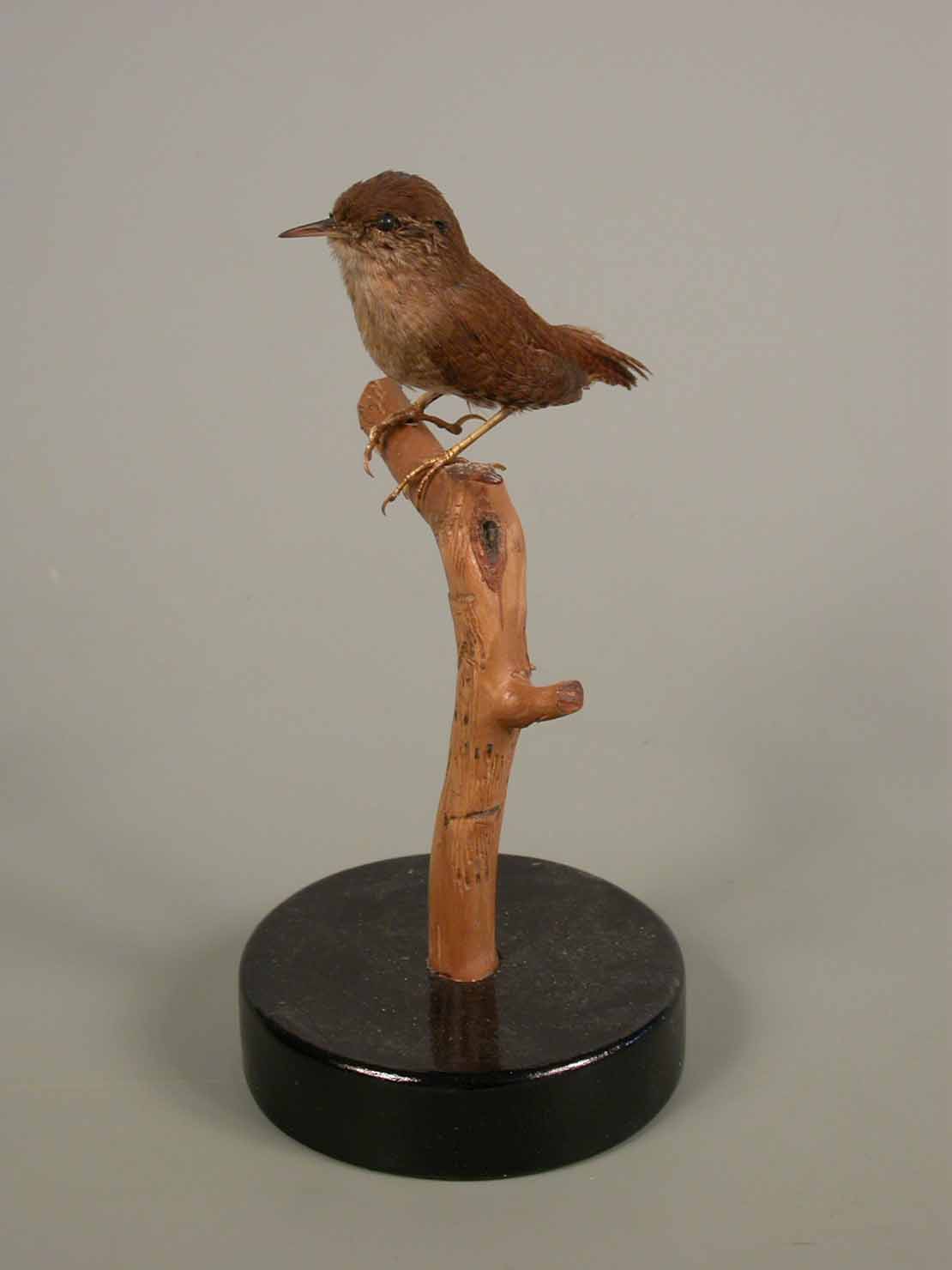 scricciolo - ambito marchigiano (sec. XX seconda metà)