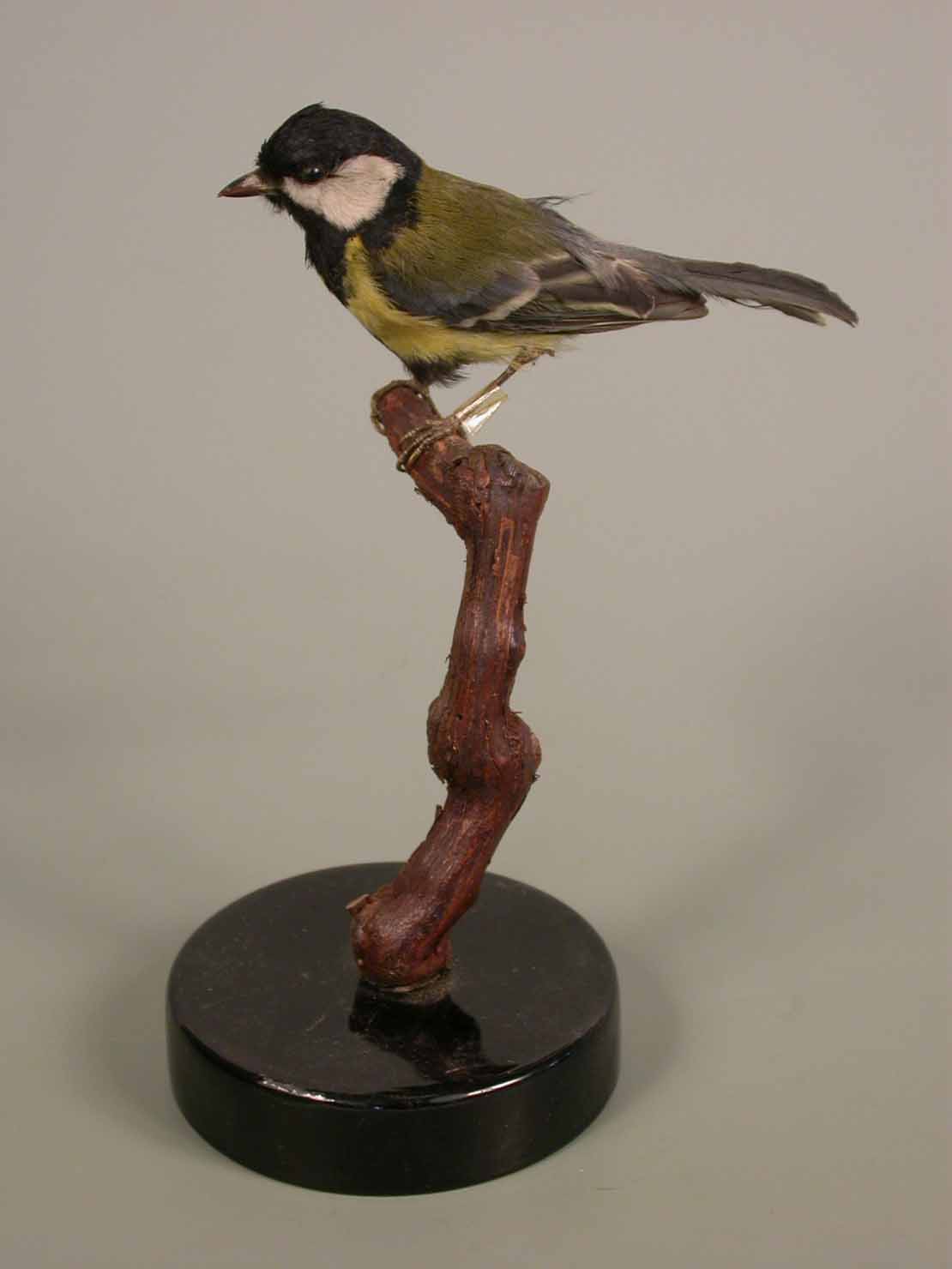 cinciallegra - ambito marchigiano (sec. XX seconda metà)