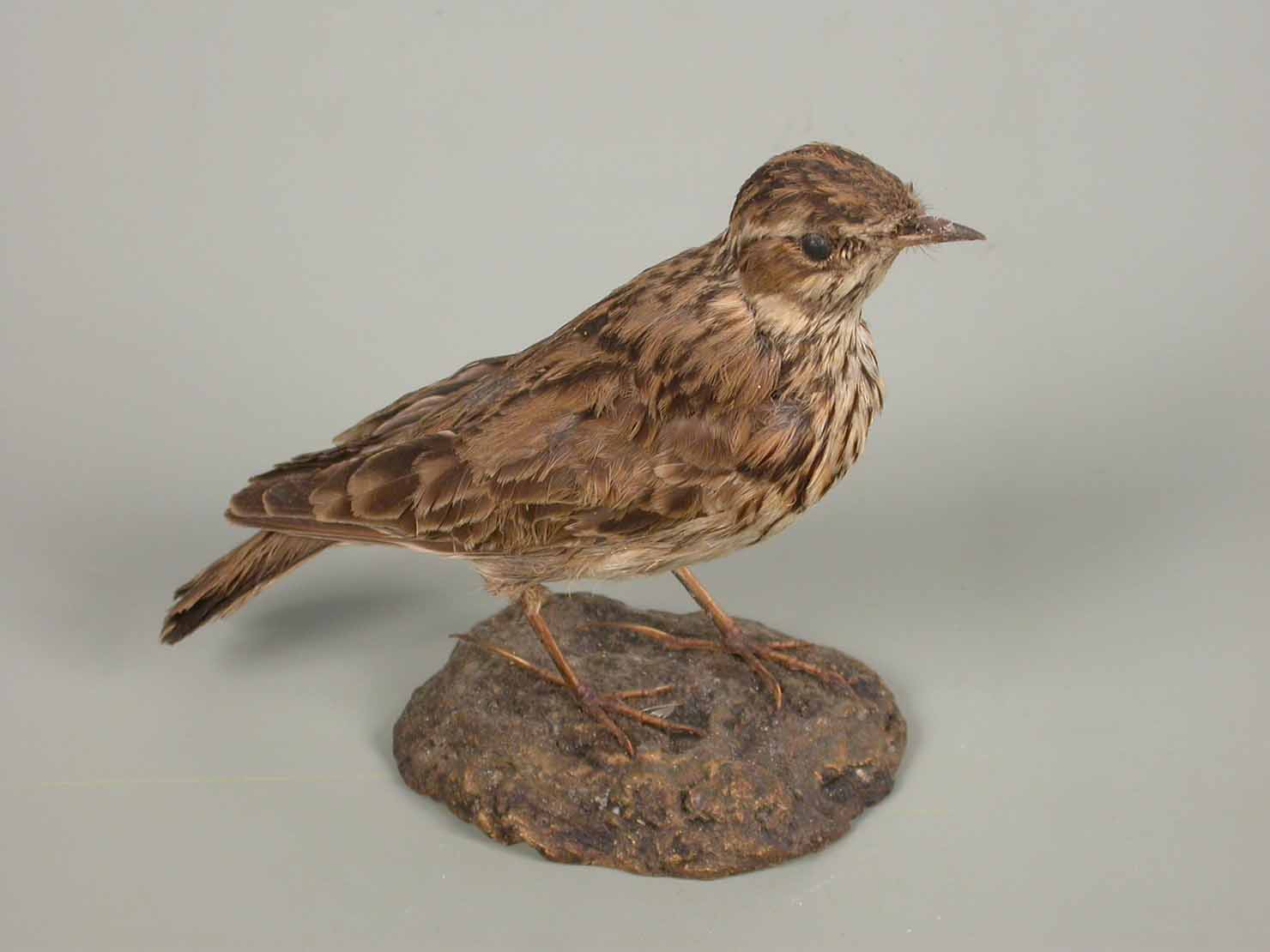 pispola - ambito marchigiano (sec. XX seconda metà)