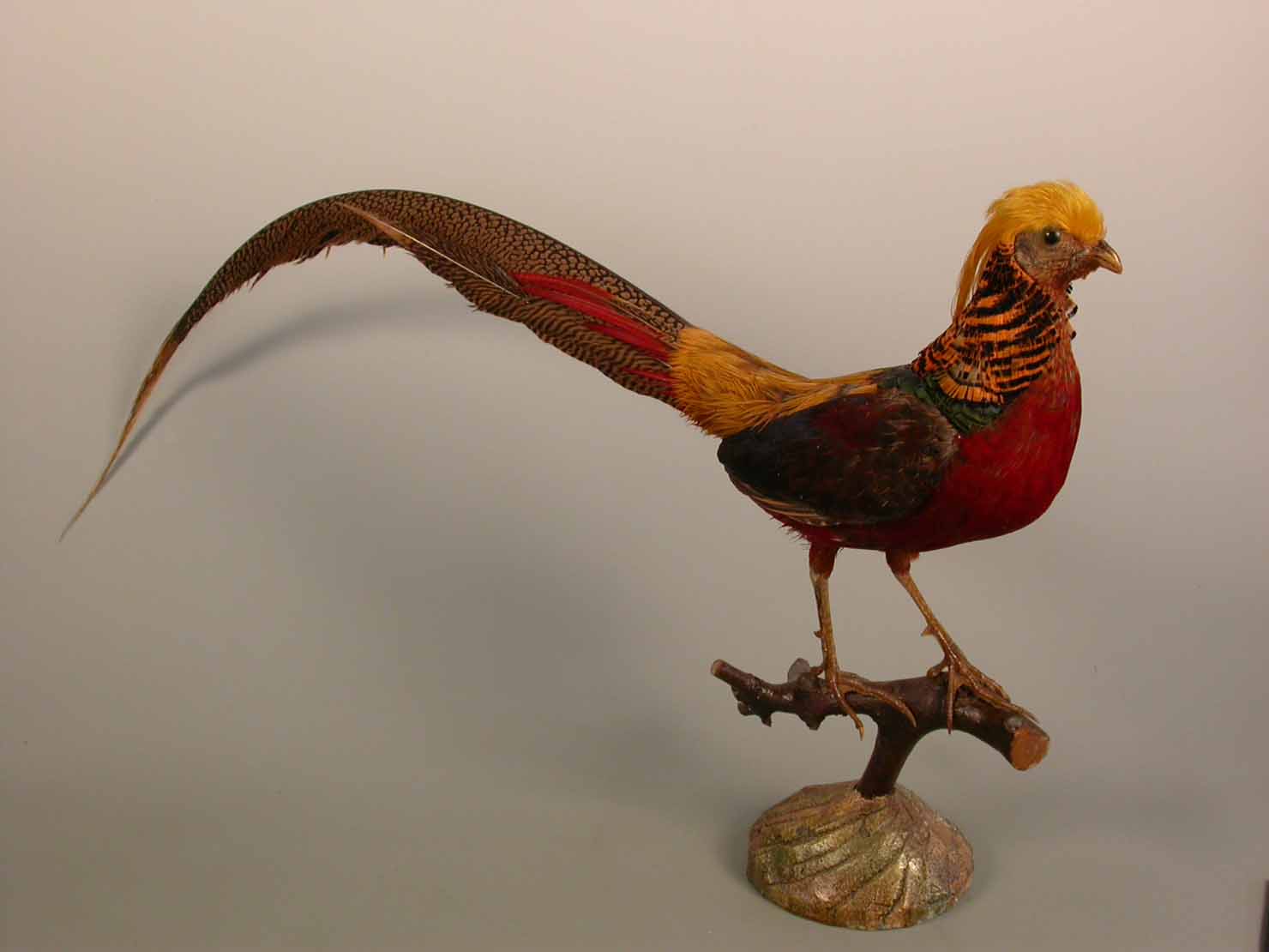 fagiano versicolore - ambito marchigiano (sec. XX seconda metà)