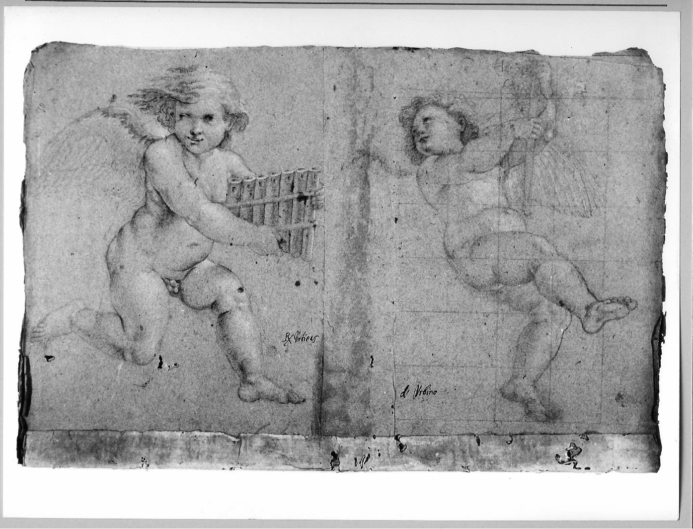 putto alato (disegno) di Carsidoni Francesco (sec. XVII)