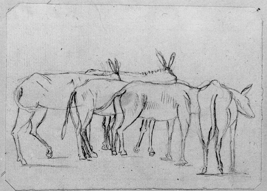 studio di muli (disegno) di Honorati Carlo (prima metà sec. XIX)