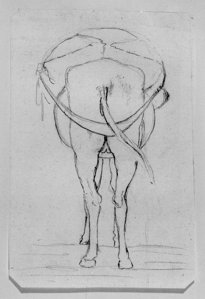 studio di un mulo (disegno) di Honorati Carlo (primo quarto sec. XIX)