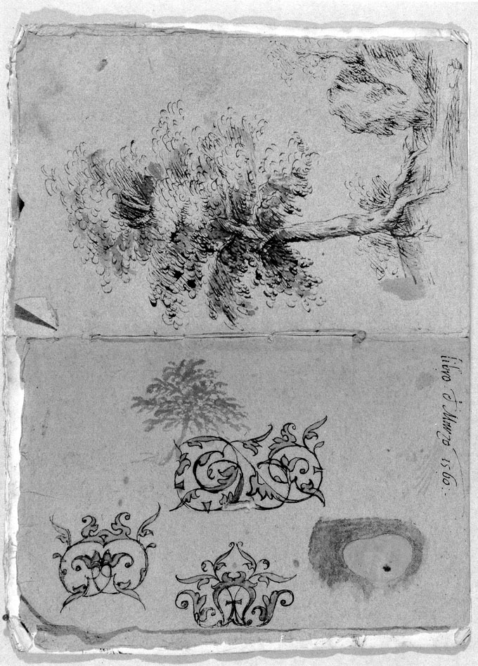 studi di arabeschi e di alberi (disegno) di Cibo Gherardo (sec. XVI)
