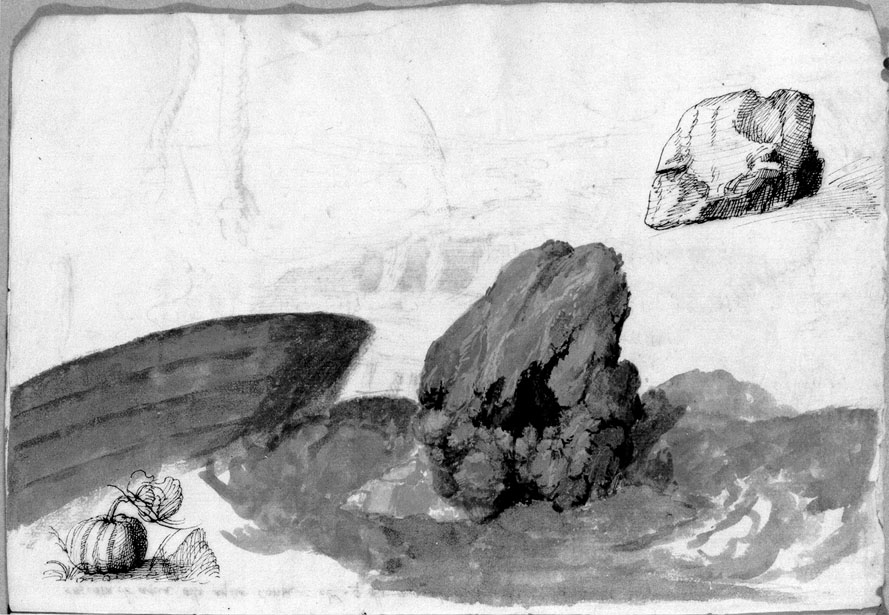 studio di rocce e di zucca (disegno) di Cibo Gherardo (sec. XVI)