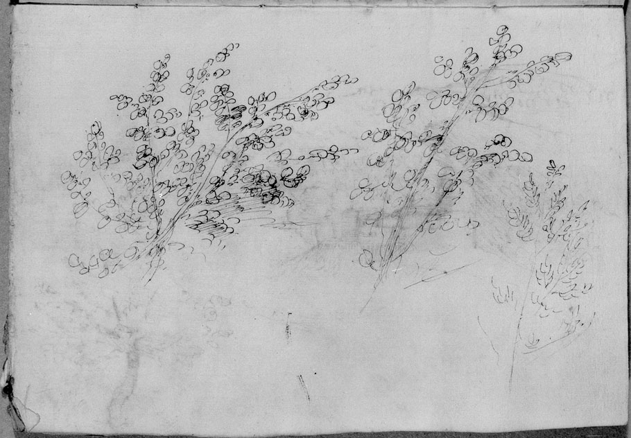 studio di alberi (disegno) di Cibo Gherardo (sec. XVI)