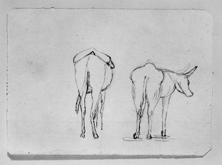 studio di mulo (disegno) di Honorati Carlo (primo quarto sec. XIX)