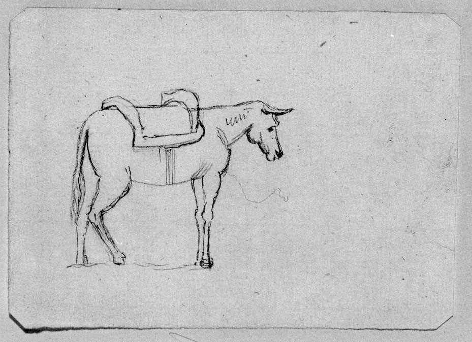 studio di mulo (disegno) di Honorati Carlo (primo quarto sec. XIX)