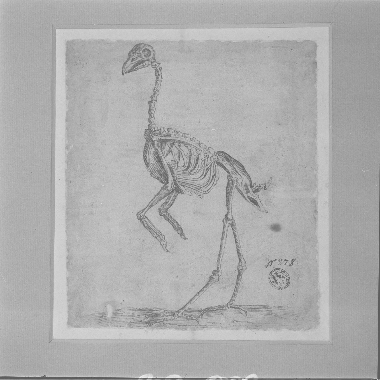 scheletro di cornacchia (disegno) - ambito romano (sec. XVII)
