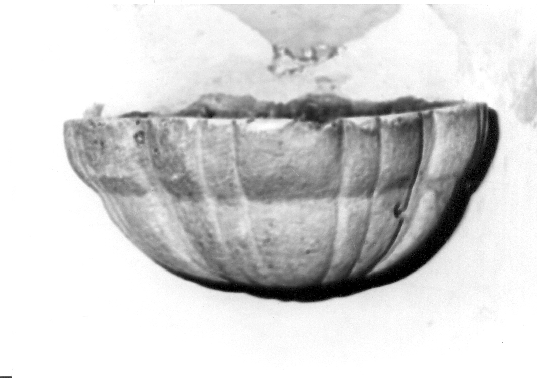 acquasantiera - bottega marchigiana (sec. XVIII)