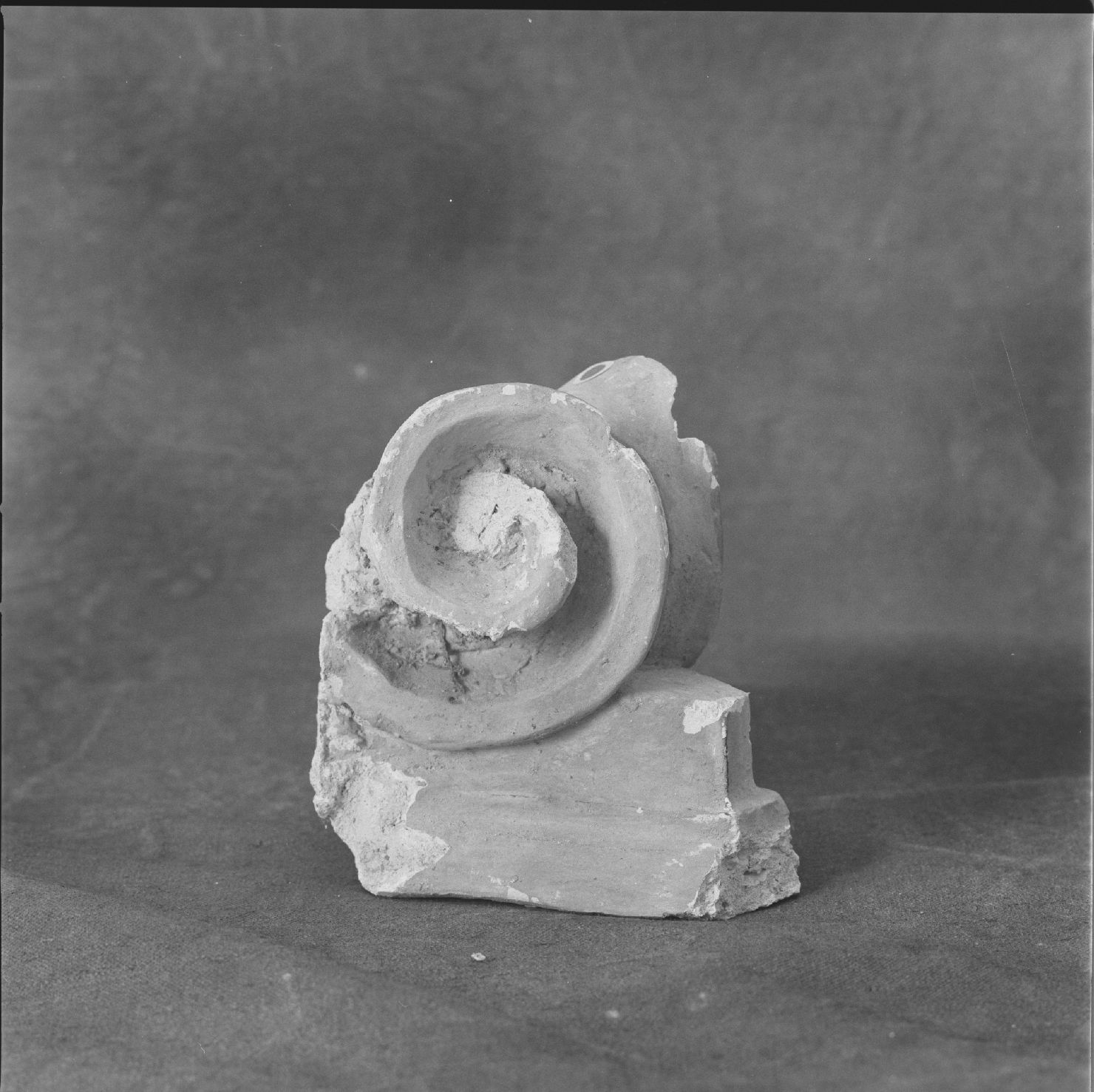 motivo decorativo a voluta (peduccio, frammento) - ambito marchigiano (sec. XVI)