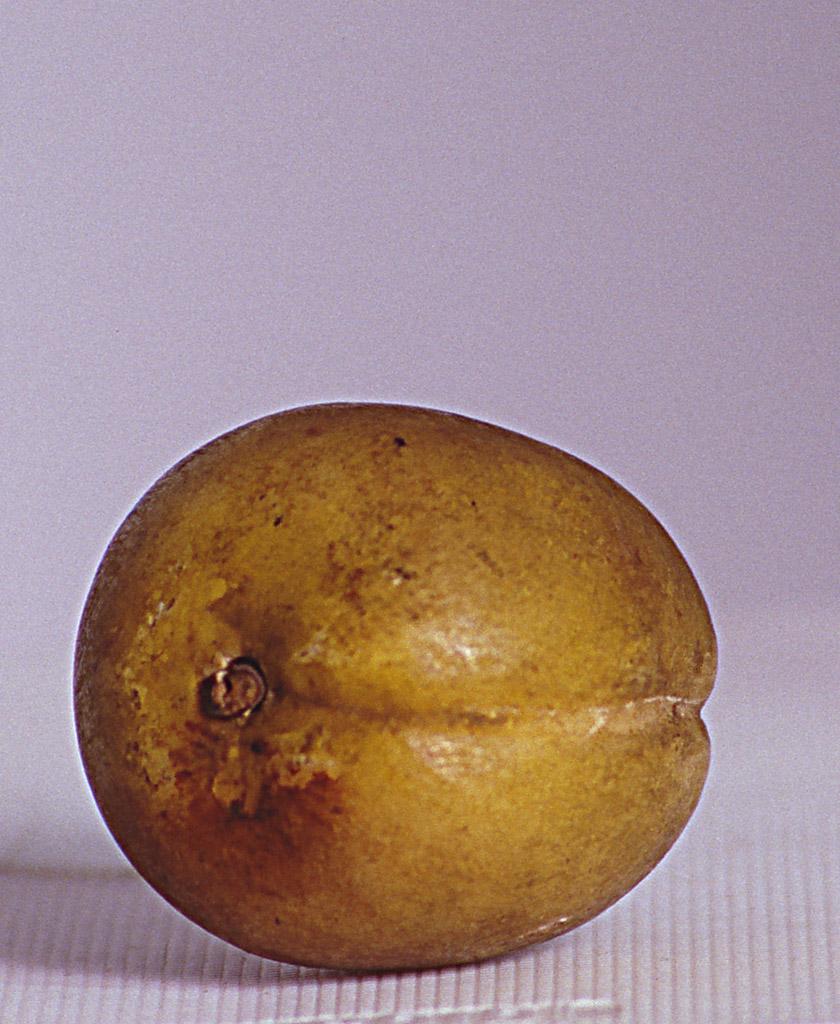 albicocca (scultura, elemento d'insieme) - bottega marchigiana (seconda metà sec. XIX)