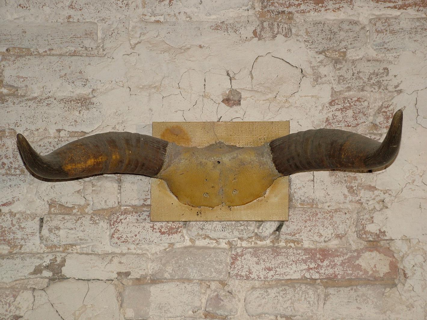 corna di bue - bottega marchigiana (secc. XIX/ XX)