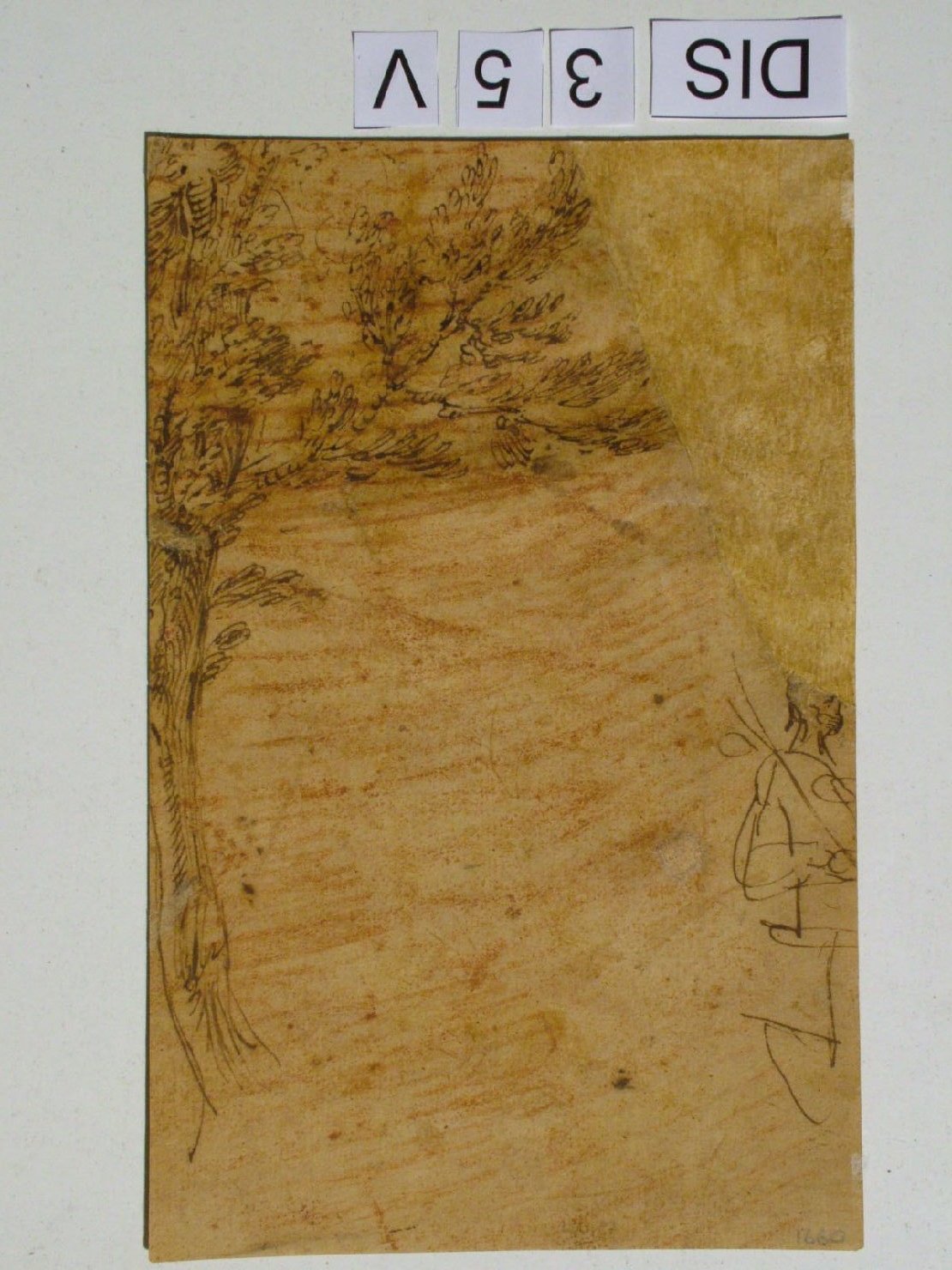 albero e figura (disegno) di Barocci Federico (attribuito) (seconda metà sec. XVI)