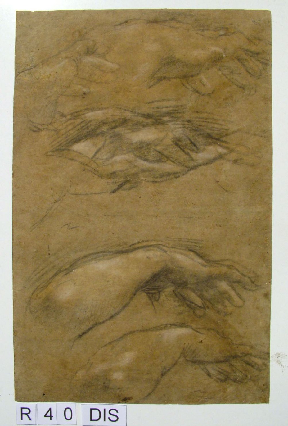 studio anatomico (disegno) di Barocci Federico (seconda metà sec. XVI)