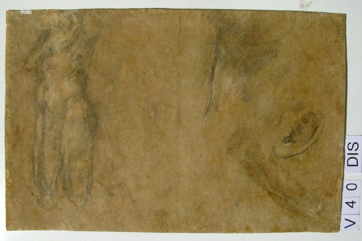studio anatomico (disegno) di Barocci Federico (seconda metà sec. XVI)