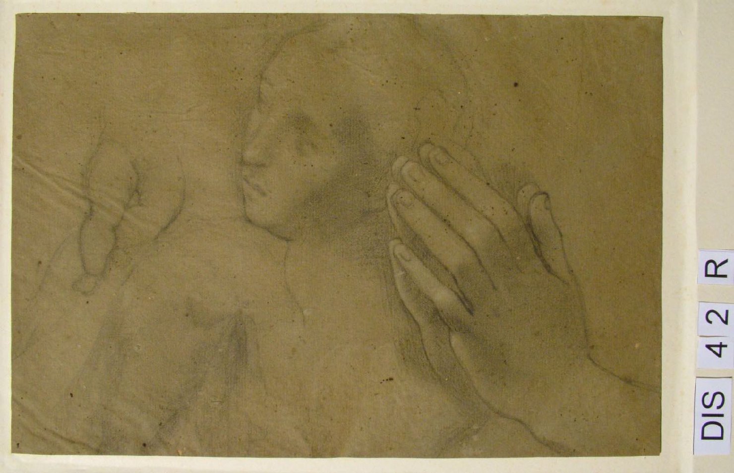 studi anatomici (disegno) di Vitali Alessandro (attribuito) (secc. XVI/ XVII)