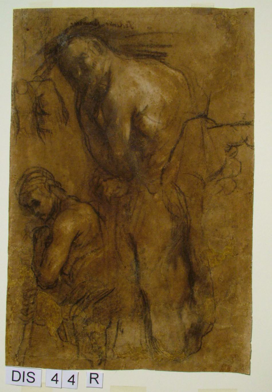 figure maschili e studi anatomici (disegno) di Barocci Federico (seconda metà sec. XVI)
