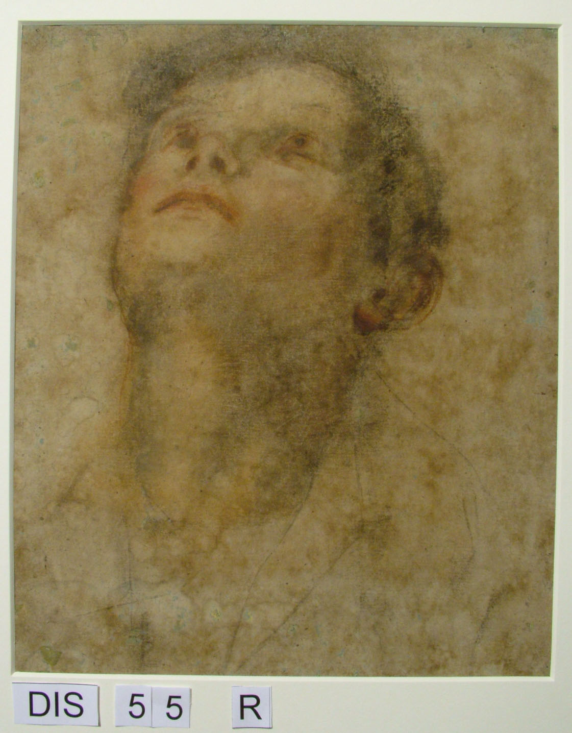 testa d'uomo (disegno) di Barocci Federico (sec. XVI)
