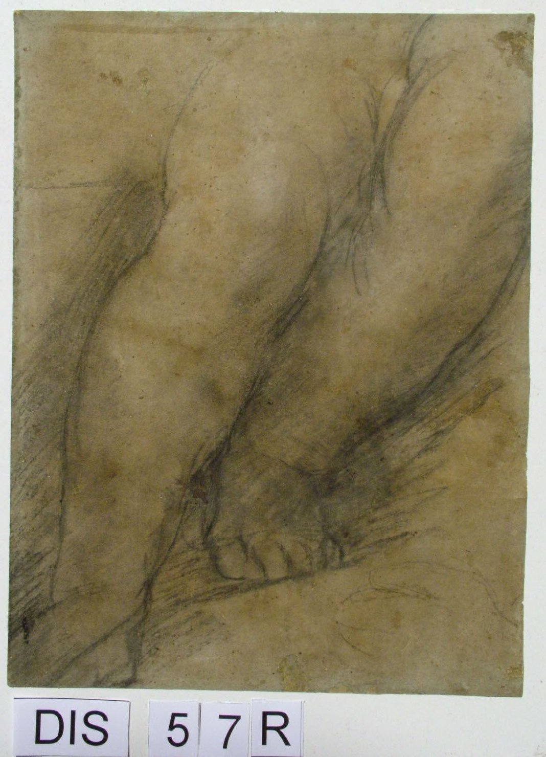 studio anatomico (disegno) di Barocci Federico (sec. XVI)