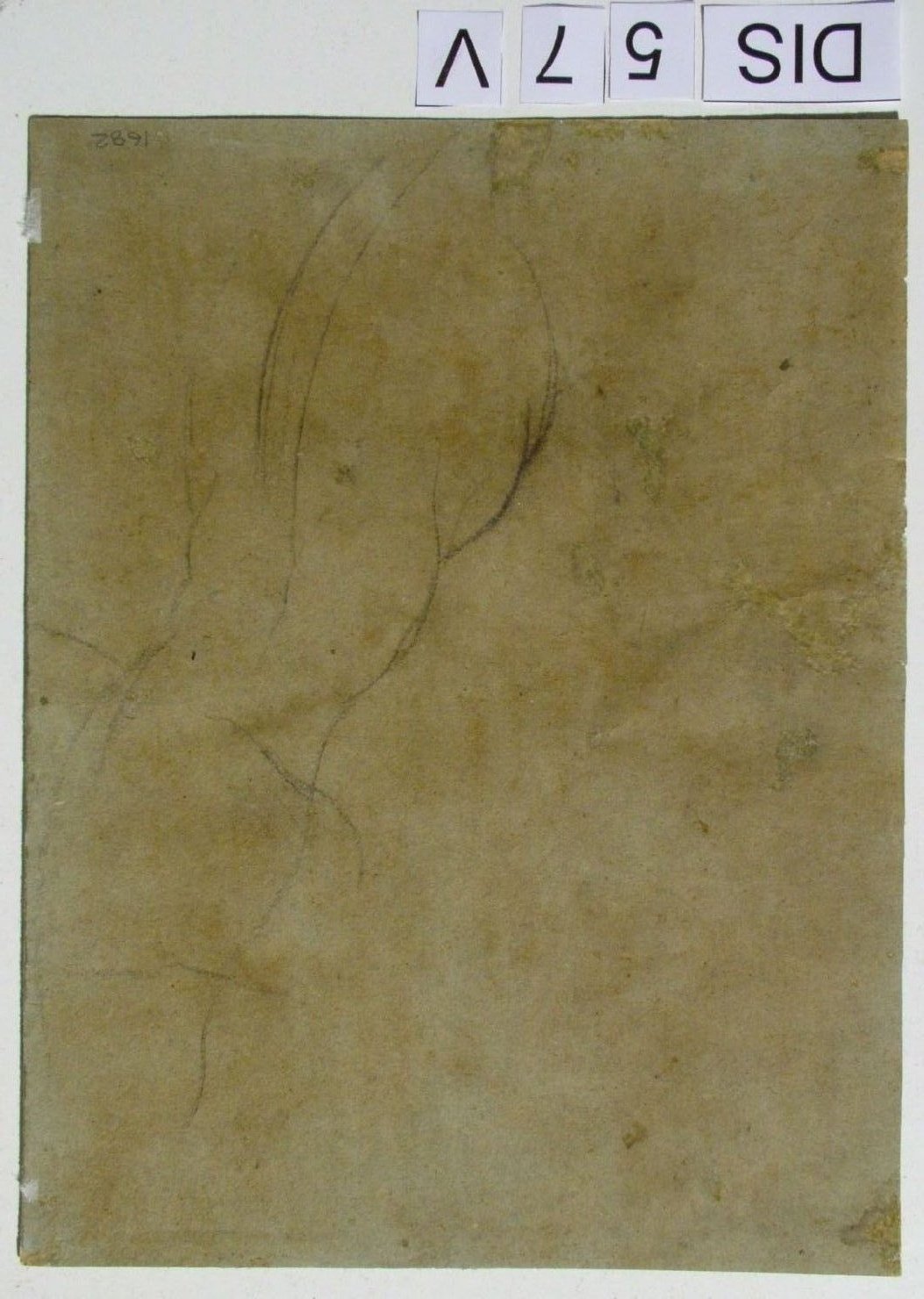 studio anatomico (disegno) di Barocci Federico (sec. XVI)