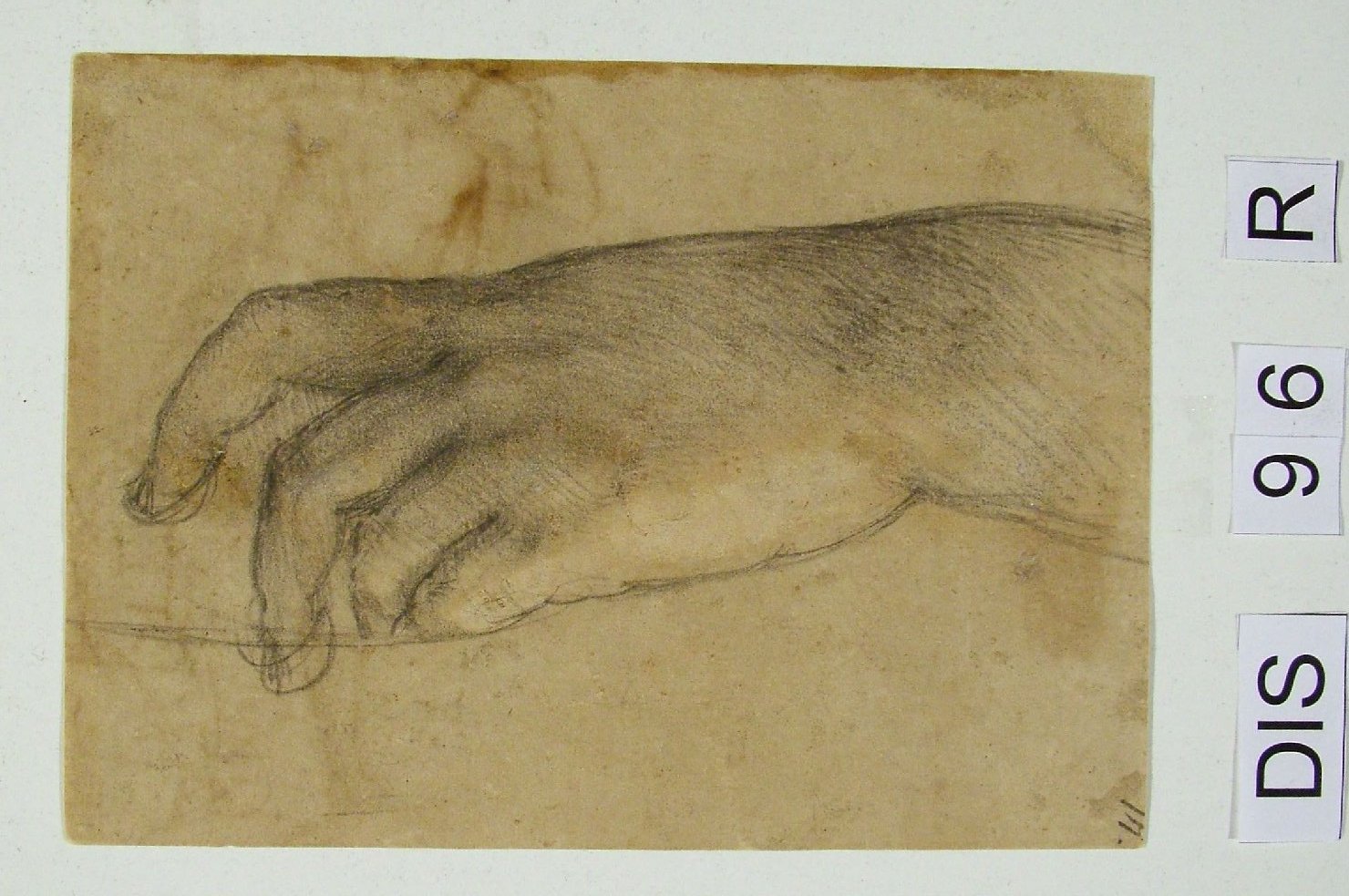 studio anatomico (disegno) di Ridolfi Claudio (attribuito) (sec. XVII)