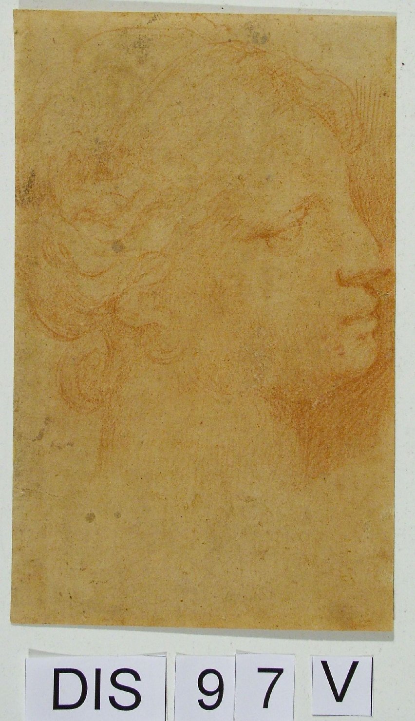 testa di donna (disegno) di Ridolfi Claudio (attribuito) (sec. XVII)