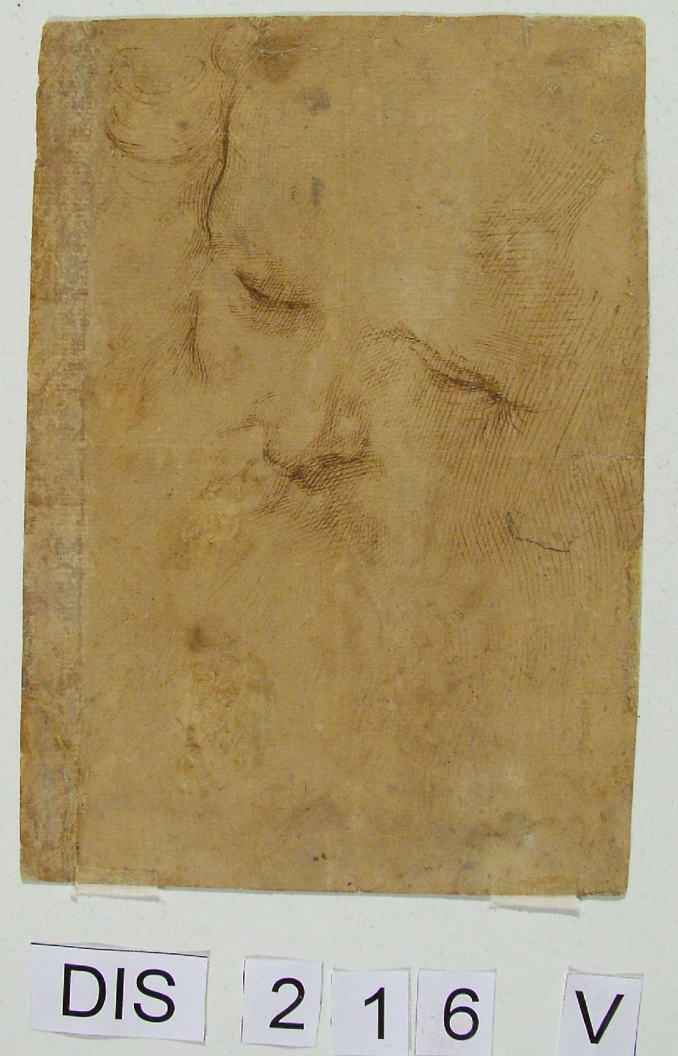 testa d'uomo con barba (disegno) - ambito Italia centrale (fine/inizio secc. XVI/ XVII)