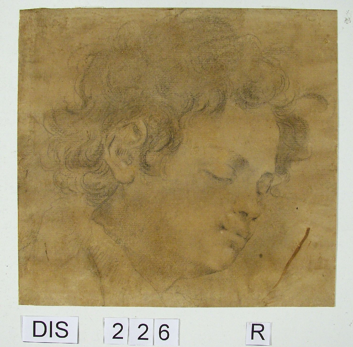 testa di bambino (disegno preparatorio) di Gessi Francesco (attribuito) (secc. XVI/ XVII)