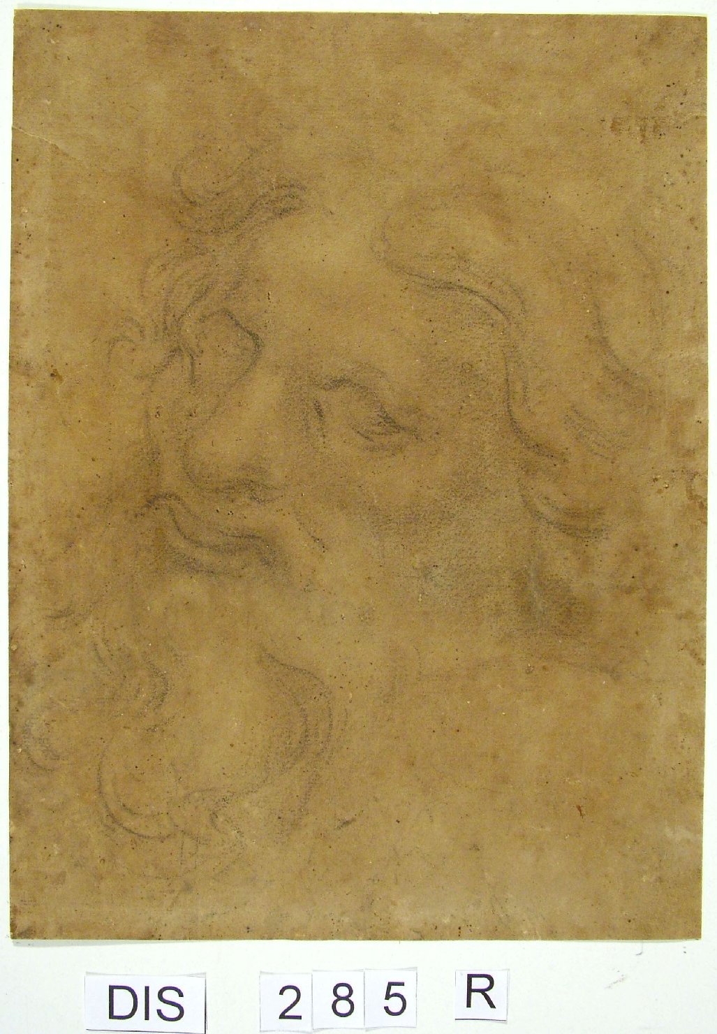 testa d'uomo con barba (disegno) di Ridolfi Claudio (attribuito) (sec. XVII)