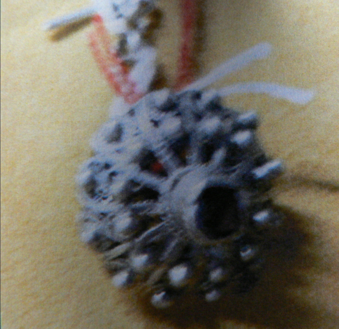 bottone - bottega sarda (sec. XIX)