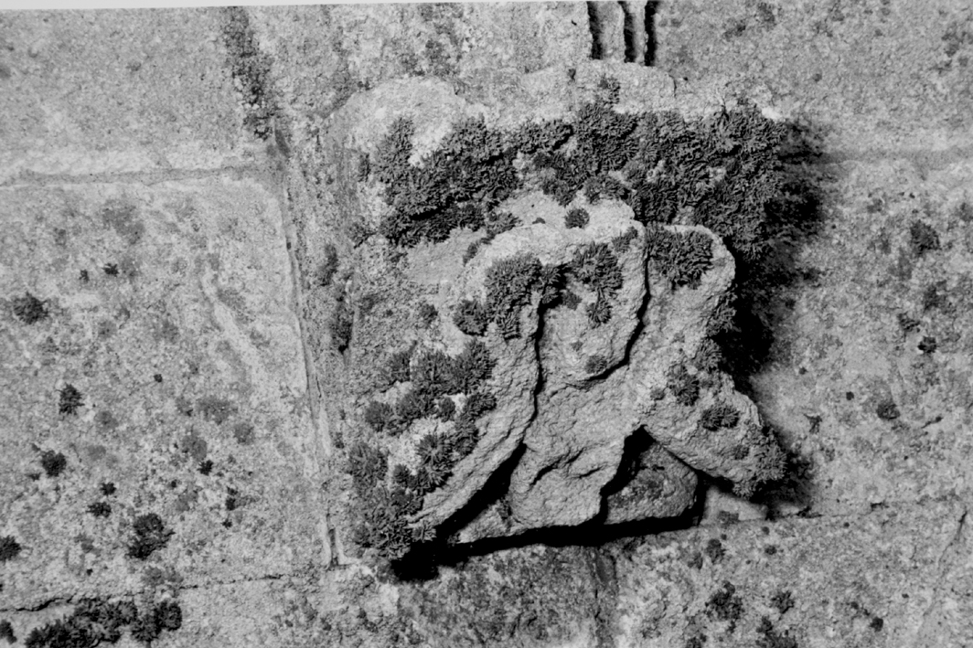 figura antropomorfa (mensola architettonica) - bottega franco-toscana (sec. XII)