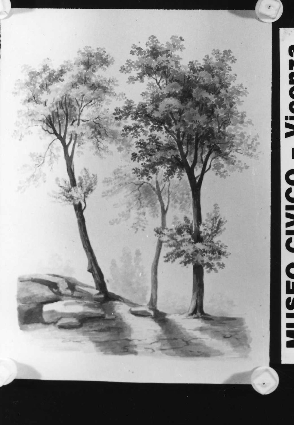 alberi (disegno, serie) - ambito veneto (sec. XIX)