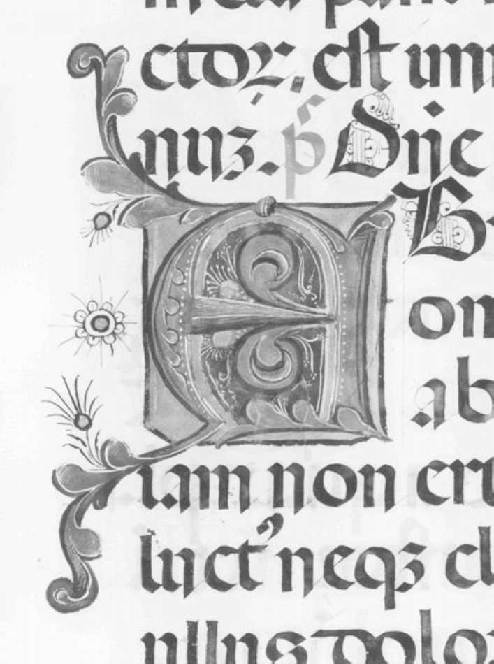 motivi decorativi vegetali (miniatura) di Girolamo dai Libri (bottega) (sec. XVI)