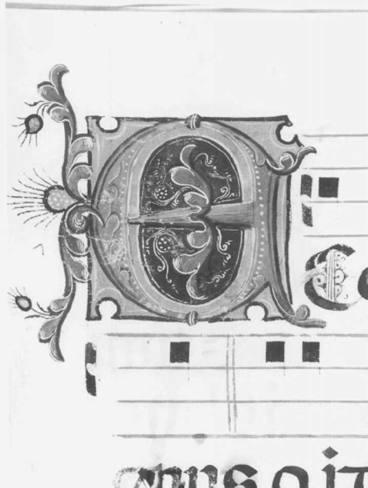 motivi decorativi vegetali (miniatura) di Girolamo dai Libri (bottega) (sec. XVI)