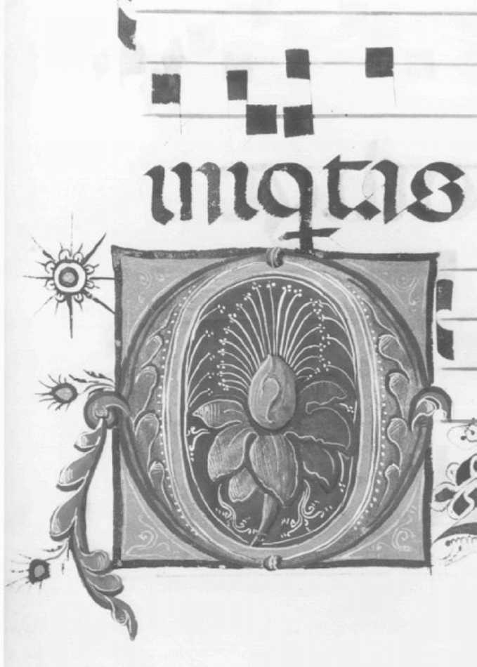 motivo decorativo floreale (miniatura) di Girolamo dai Libri (bottega) (sec. XVI)