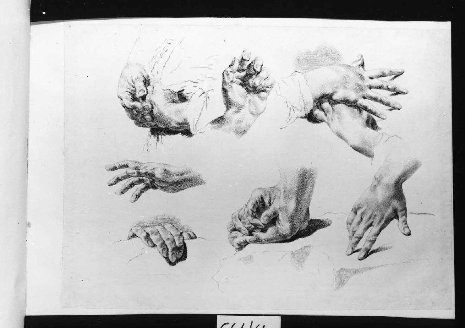 parti anatominche (stampa smarginata, serie) di Piazzetta Giovanni Battista, Pitteri Marco Alvise (sec. XVIII)