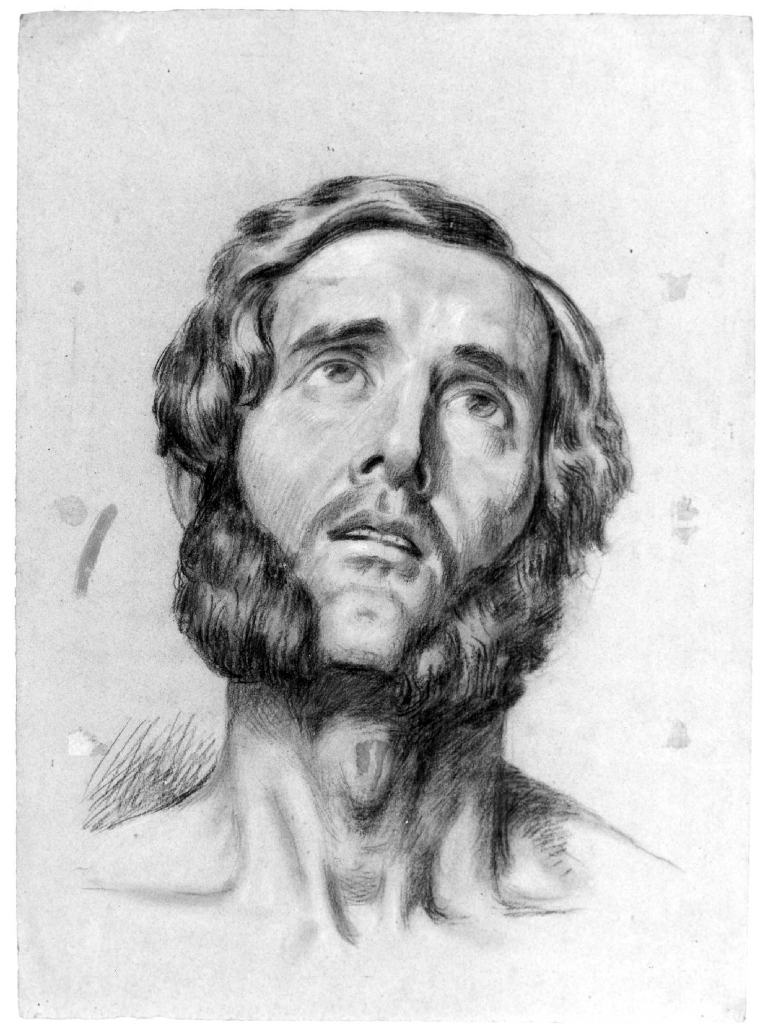 testa d'uomo con barba (disegno) di Recchia Angelo (metà sec. XIX)