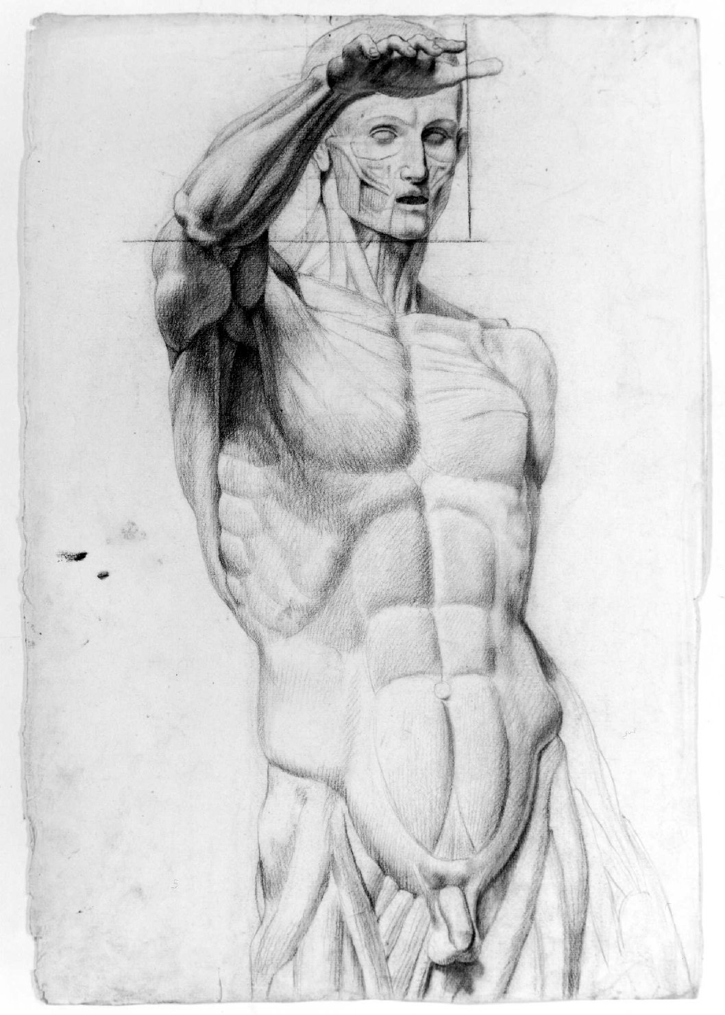 studio anatomico (disegno) di Recchia Angelo (attribuito) (metà sec. XIX)