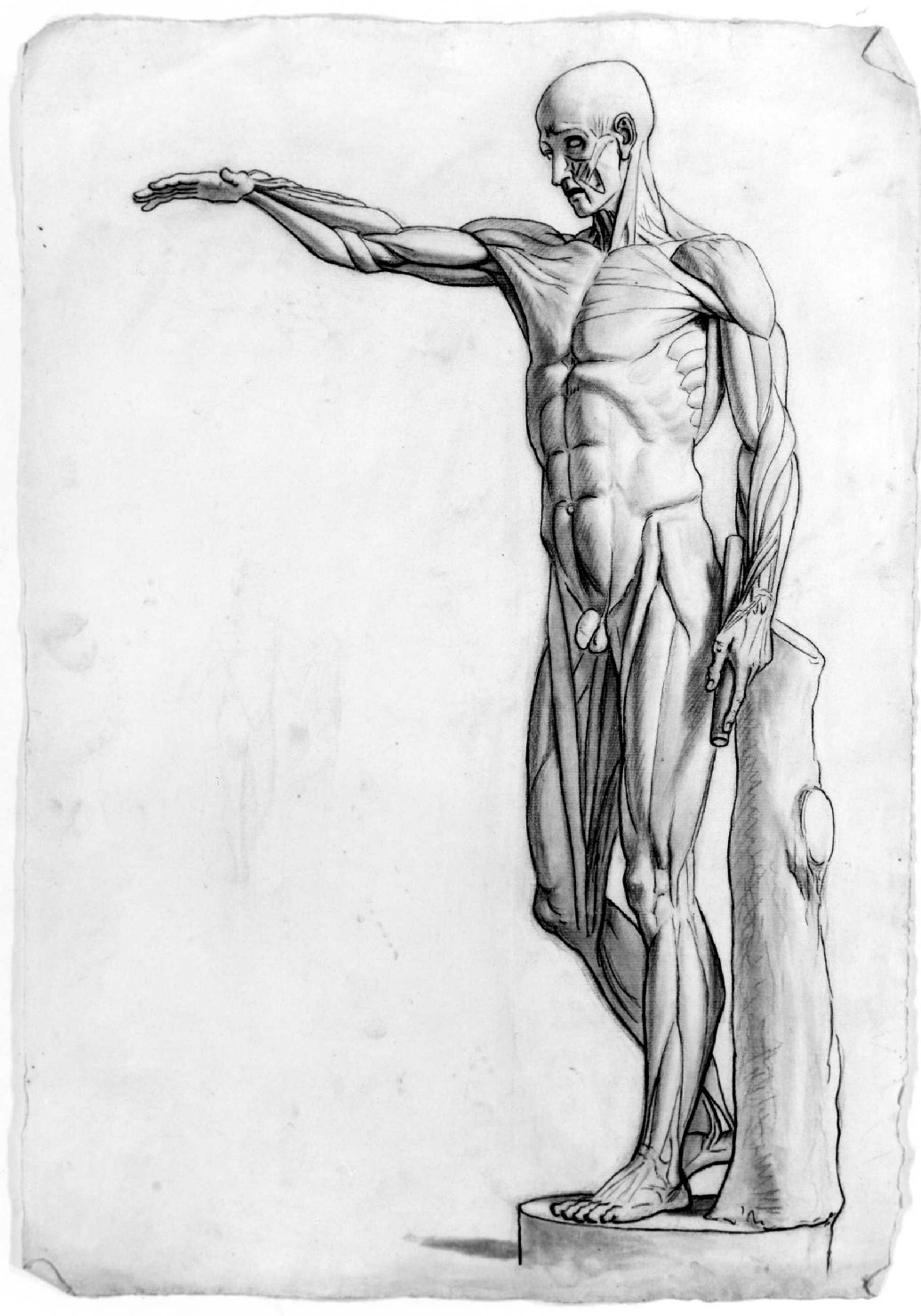 studio anatomico (disegno) di Recchia Angelo (attribuito) (metà sec. XIX)